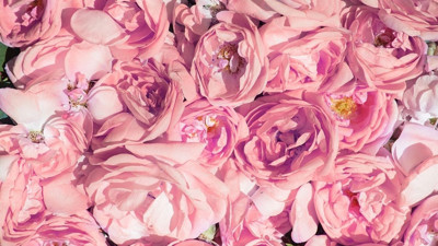 Gülbirlik duyurdu! Gül çiçeği 2025 taban fiyatı belli oldu