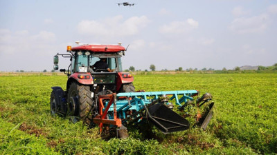 Osmaniye, bu yıl 52 bin ton yer fıstığı üretimi bekliyor