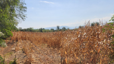 Kuraklık D&uuml;zce&rsquo;de mısır rekoltesini d&uuml;ş&uuml;rd&uuml;