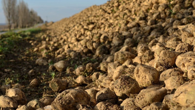Tarım Bakanlığı şeker pancarı alım fiyatını artırdı