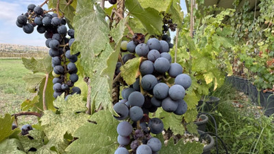 Ne fındık ne salep! Ünyeliler turnayı gözünden vurdu... Tonlarca satmaya başladılar