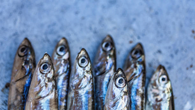 Hamsi, yılın 9 ayında 19 farklı ülkeye ihraç edildi