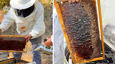 Arının kanadından soframıza çam balının izinde