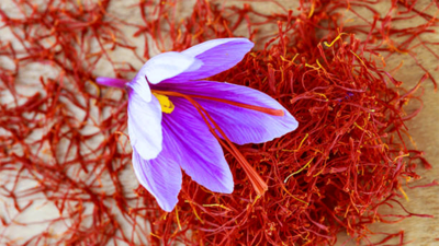 AB onaylı 'Kırmızı altın' hasadı sürüyor