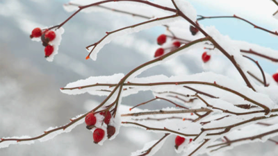 Bakan Yumaklı: Dondan etkilenen üreticilere 1,7 milyar lira destek verilecek