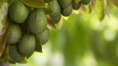 40 bin üreticiyle Alanya, Türkiye’nin tropikal meyve ihtiyacını karşılıyor