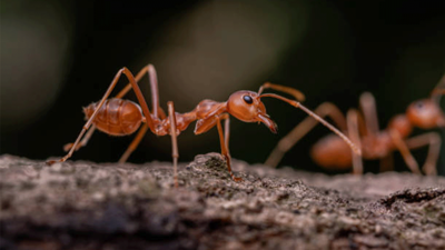 Karınca kolonilerinde ölümcül fedakarlık: Hastalar kendini feda ediyor