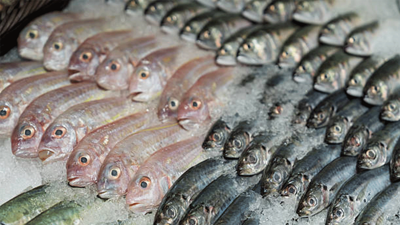 Karadeniz'deki fırtına balık avını vurdu, fiyatlar sabit kaldı | Balık fiyatları ne kadar?