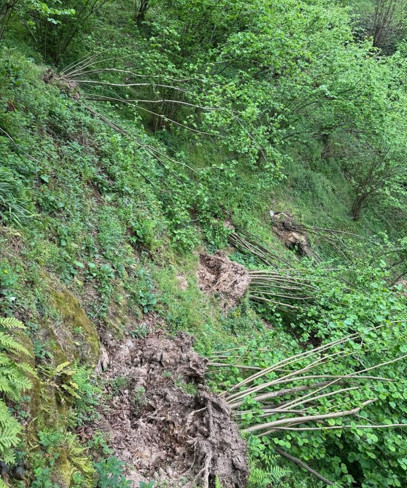 Giresun Ziraat Odası uyardı: Fındıkta ciddi rekolte kaybı yaşanacak - Resim : 1
