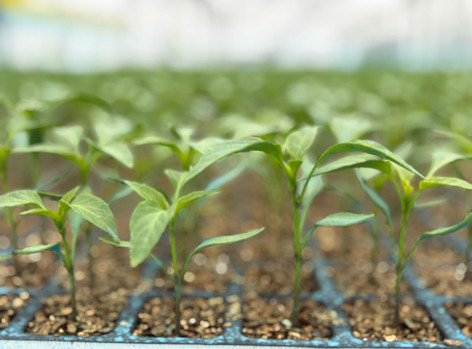 Kadınlar kooperatifle toprağa döndü, kırsalda katma değer yarattı - Resim : 2