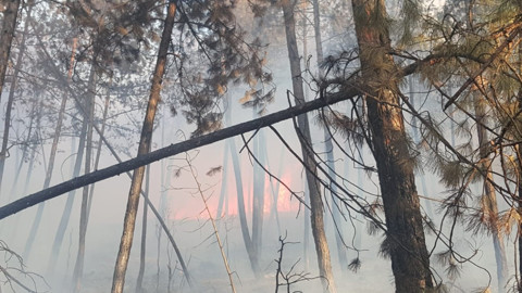 Bursa'da orman yangını çıktı