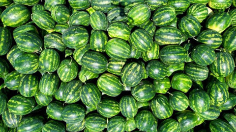 Coğrafi tescil işaretli Osmaneli karpuzunda hasat başladı
