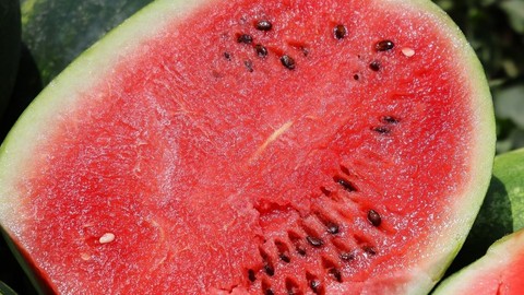 Adana'da turfanda karpuz hasadı başladı! Fiyat çiftçinin yüzünü güldürdü