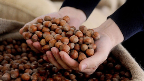 TMO 10 bin ton kabuklu fındık satışı yapacak