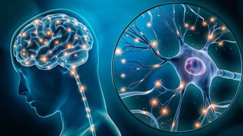 15 yıl boyunca araştırıldı, gerçek şaşırttı! Uzmanlar uyardı; beyni yavaşlatan gıdalar belli oldu