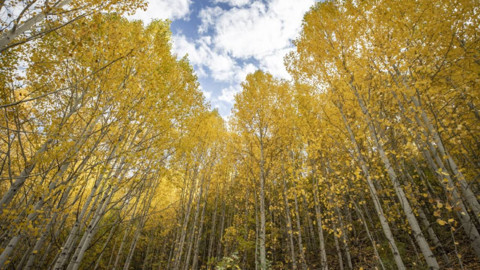 Hava sıcaklığı, kasım ayının ortasında mayıs gibi