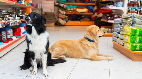 Kasımda evcil hayvan ürünleri zam rekoru kırdı: Fiyatları hangi faktörler yükseltti?