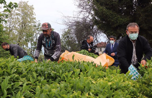 ÇAYKUR, beyaz çayın kilosunu 600 liradan alacak