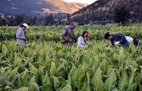 Tütün ticaretinde yetki belgesi zorunluluğu uzatılıyor