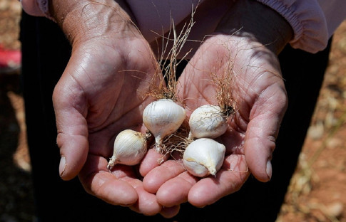 'Dağ sarımsağı' kadınların iş kapısı oldu
