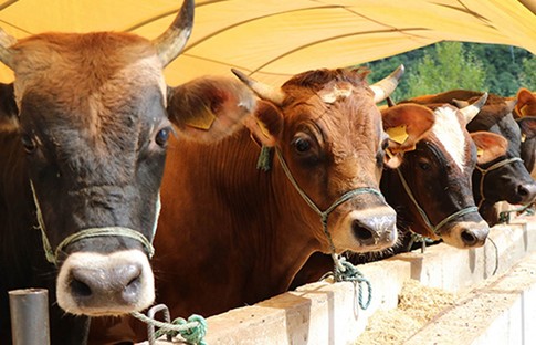 Türk Kızılay, kurban bedellerini açıkladı