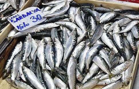 Hamsi, istarvit ve sardalyanın dökme avcılığı yasaklandı