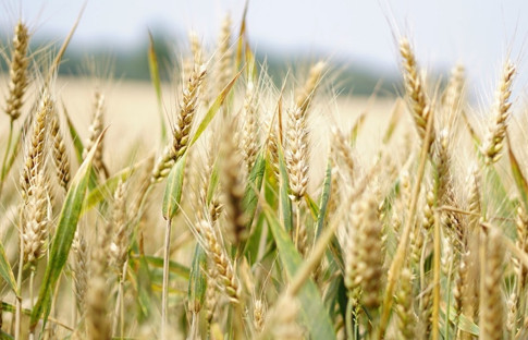 Bitki ıslahı için elektronik başvuru yapılabilecek