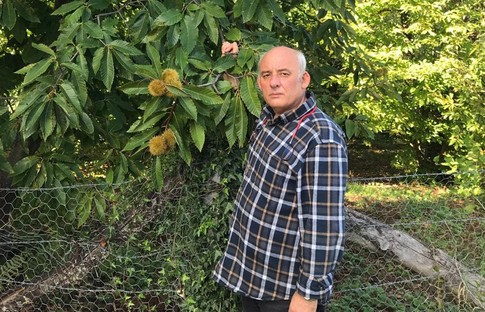 Erfelek kestanesinde rekoltenin 350 tona düşeceği öngörülüyor