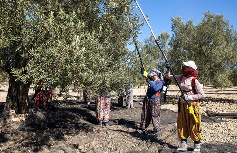 Komili Hasat Şenliği etkinliği Kasaba Özgün’deydi