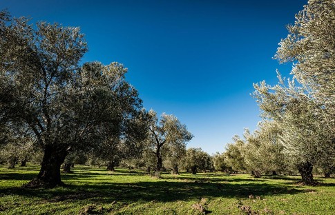 Hükümet, zeytin sahalarını madenciliğe açmaktan vazgeçmiyor