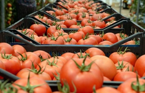 Domateste ihracat yasağını kaldıran tebliğ Resmi Gazete’de