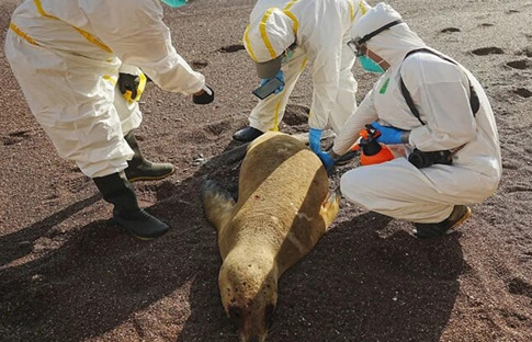 Peru'da kuş gribi salgınında binlerce deniz aslanı öldü