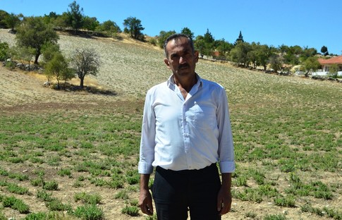 Denizli'de kekik üretimini destekleyecek yatırım