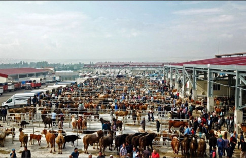 Çorum'da hayvan pazarı yeniden açılıyor