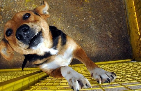 Köpek etini yasaklayacak tasarıya karşı protesto gösterisi