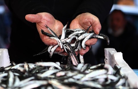 Türkiye'nin 11 aylık hamsi ihracatı yüzde 20 arttı