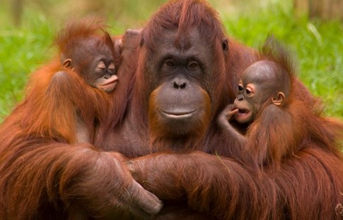 Malezya 'orangutan diplomasisi' yapacak