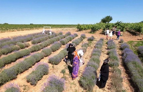 Kırklareli'nde lavanta turizmi hareketliliği