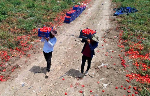 Adana'da turfanda domateste rekolte beklentisi 100 bin ton! Tarlada 5, markette 25 lira