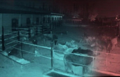 Afyonkarahisar depremini inekler hissetti!  O anlar kameraya böyle yansıdı