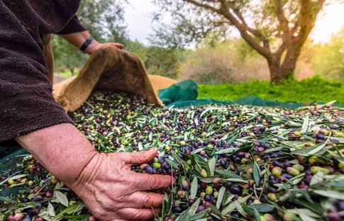 Zeytin ihracatında tarihi rekor!