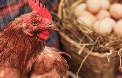 Türkiye'den tavuk ve yumurta ithalatına bir ülke daha yasak getirdi!