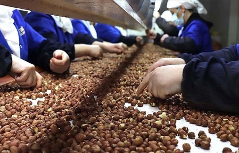 Giresun Ziraat Odası uyardı: Fındıkta ciddi rekolte kaybı yaşanacak