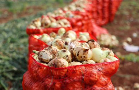 Soğan, çiftçinin yüzünü güldürdü! 250 bin ton rekolte hedefi