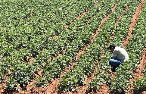 Türk girişimcilerden Sahra Çölü’nde tarım projesi