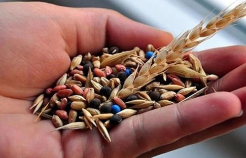 Tarım ve Orman Bakanlığı'ndan üreticiye tohum desteği