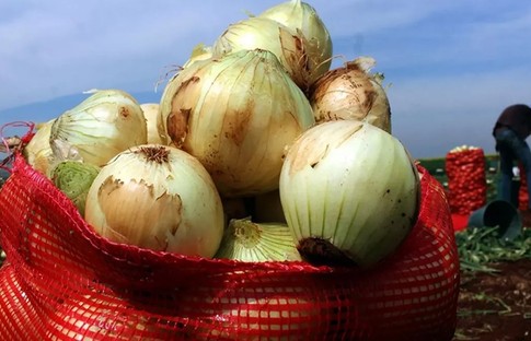 Planlama kapsamındaki kuru soğanda fiyat sorunu