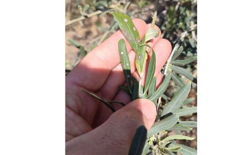 Manisalı zeytin üreticilerine önemli uyarı: Zeytin dal kanserine karşı ağaçları kontrol edin!