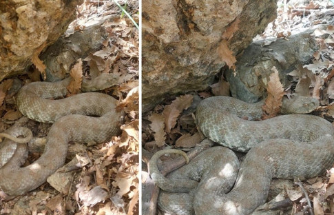 Tek ısırıkta öldürüyor! Türkiye’nin en tehlikeli yılanı görüntülendi