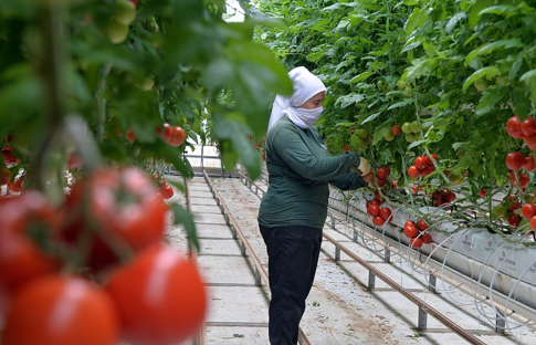“Türkiye’nin jeotermal sera alanı 15 kat büyüyebilir”